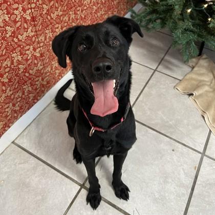 Enlarge Old Spice, a Adoptable mixed breed in East Montpelier, VT image 1/1