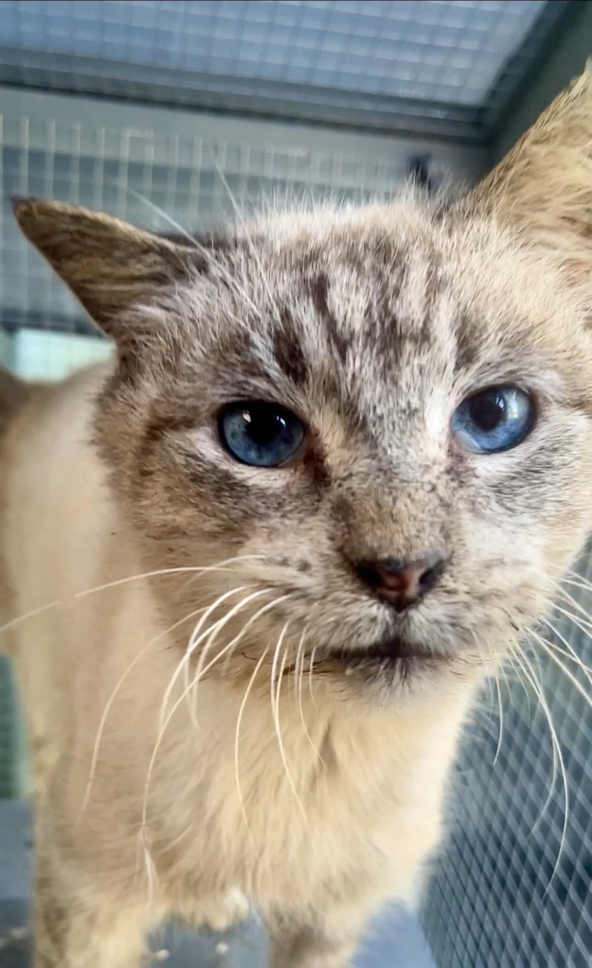 Poseidon, Adoptable, Adult Male Domestic Short Hair & Siamese.