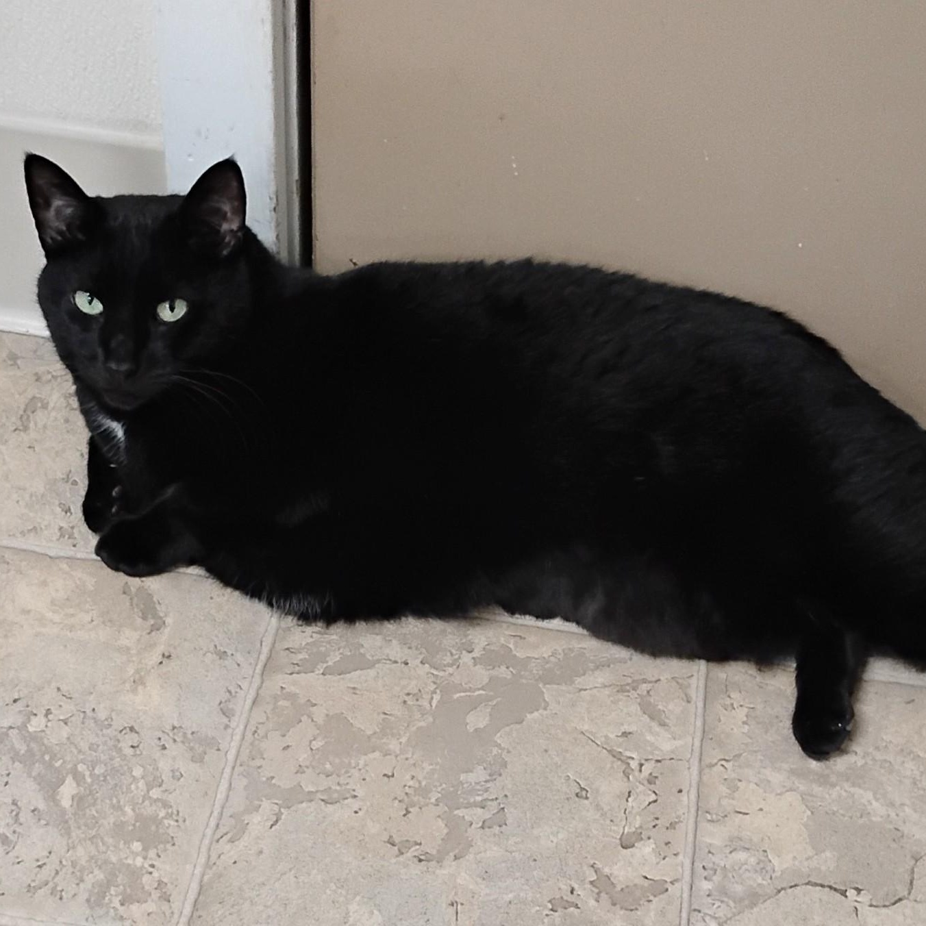 Missy, a Adoptable Domestic Short Hair in Dillsburg, PA image 2/6