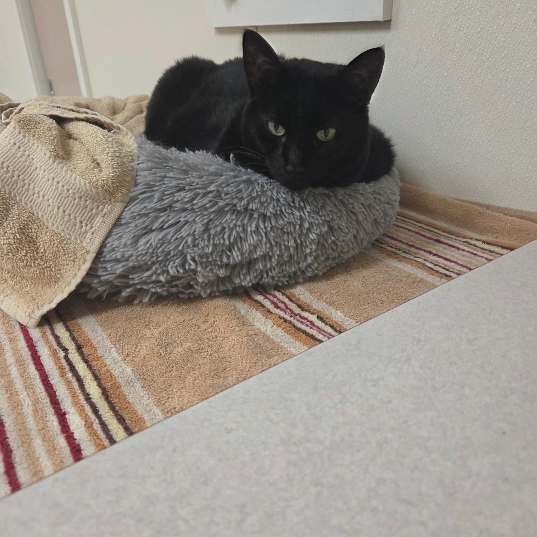 Enlarge Missy, a Adoptable Domestic Short Hair in Dillsburg, PA image 6/6