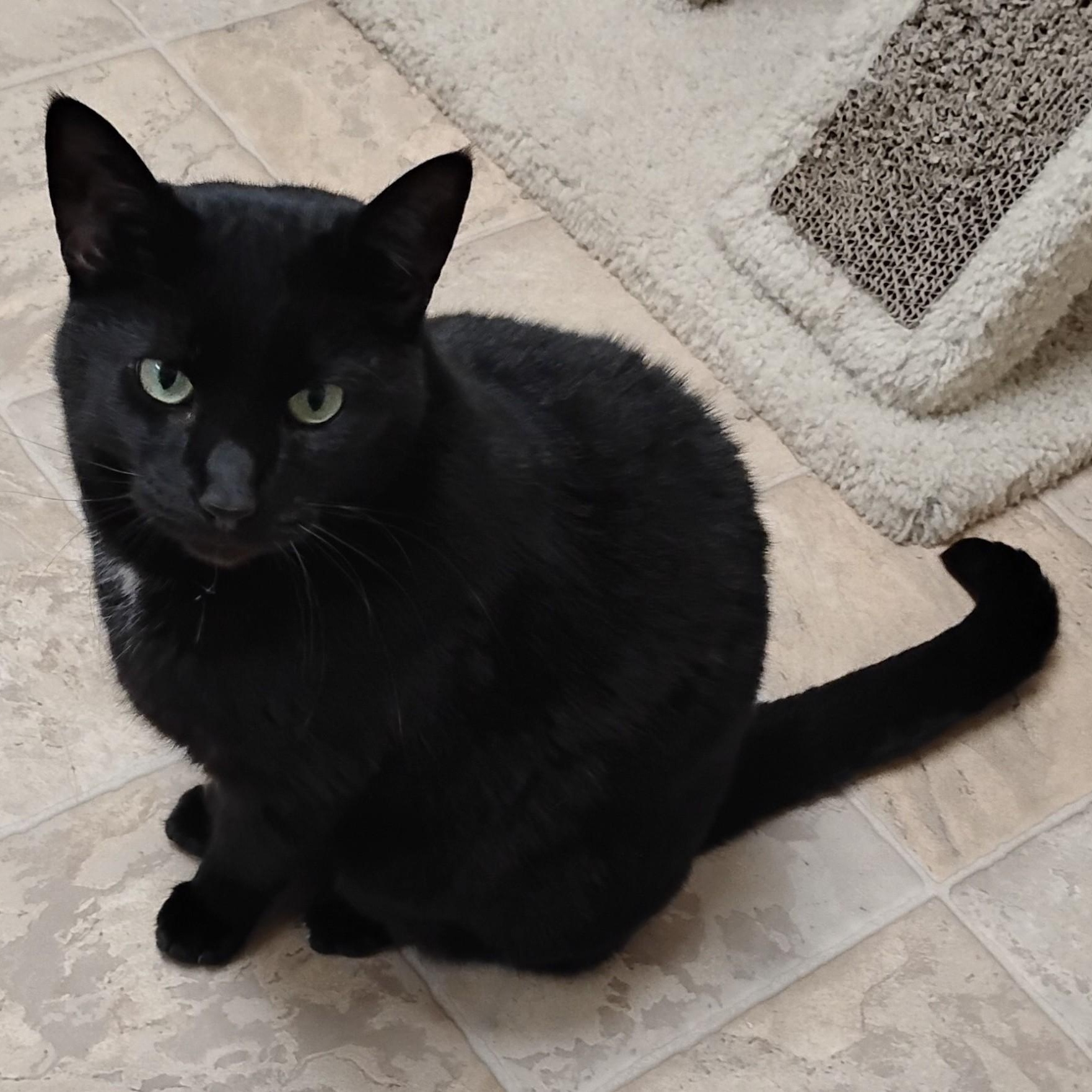 Missy, a Adoptable Domestic Short Hair in Dillsburg, PA image 1/6