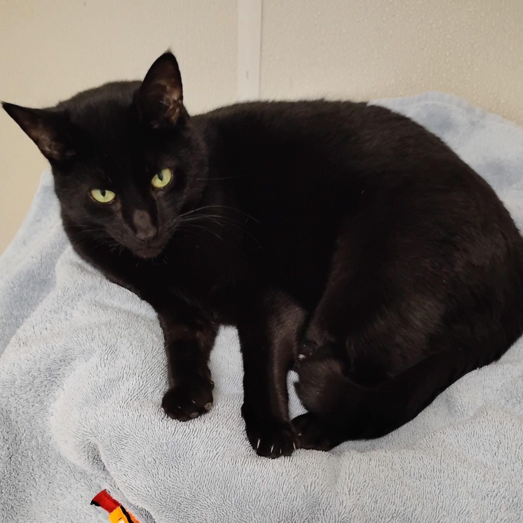Missy, a Adoptable Domestic Short Hair in Dillsburg, PA image 3/6