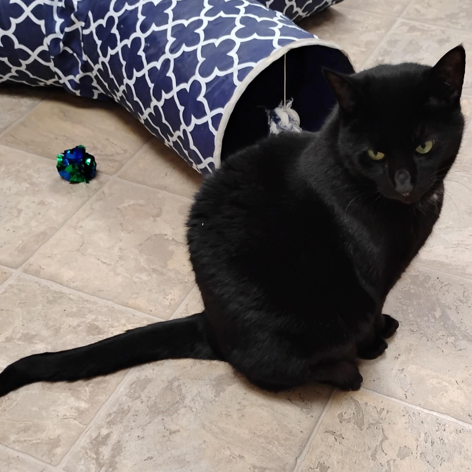 Missy, a Adoptable Domestic Short Hair in Dillsburg, PA image 4/6