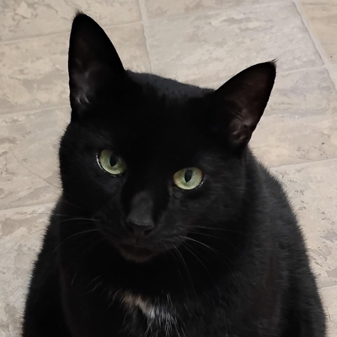 Missy, Adoptable, Adult Female Domestic Short Hair.