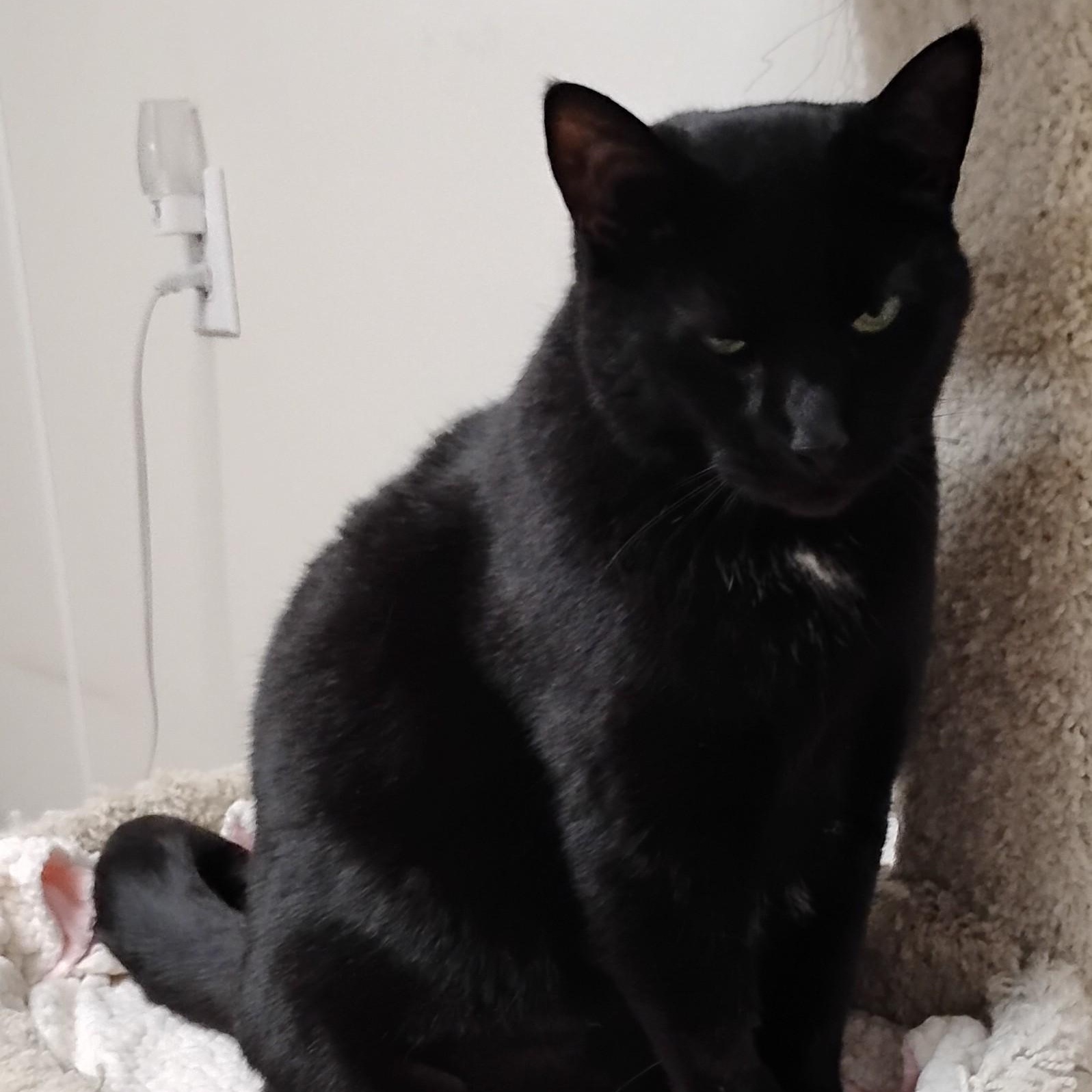 Missy, a Adoptable Domestic Short Hair in Dillsburg, PA image 6/6