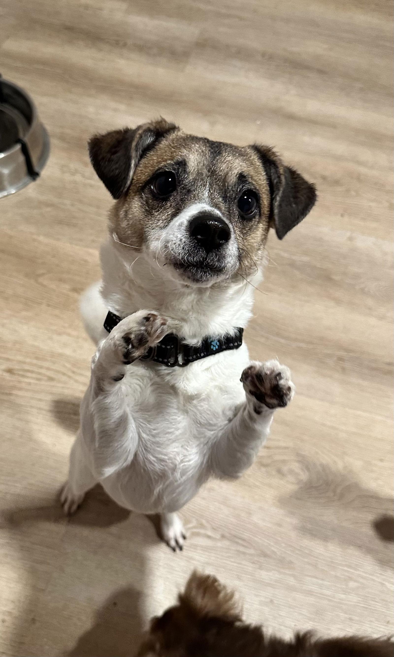 Mari, a Adoptable Jack Russell Terrier in Chester, NJ image 1/3