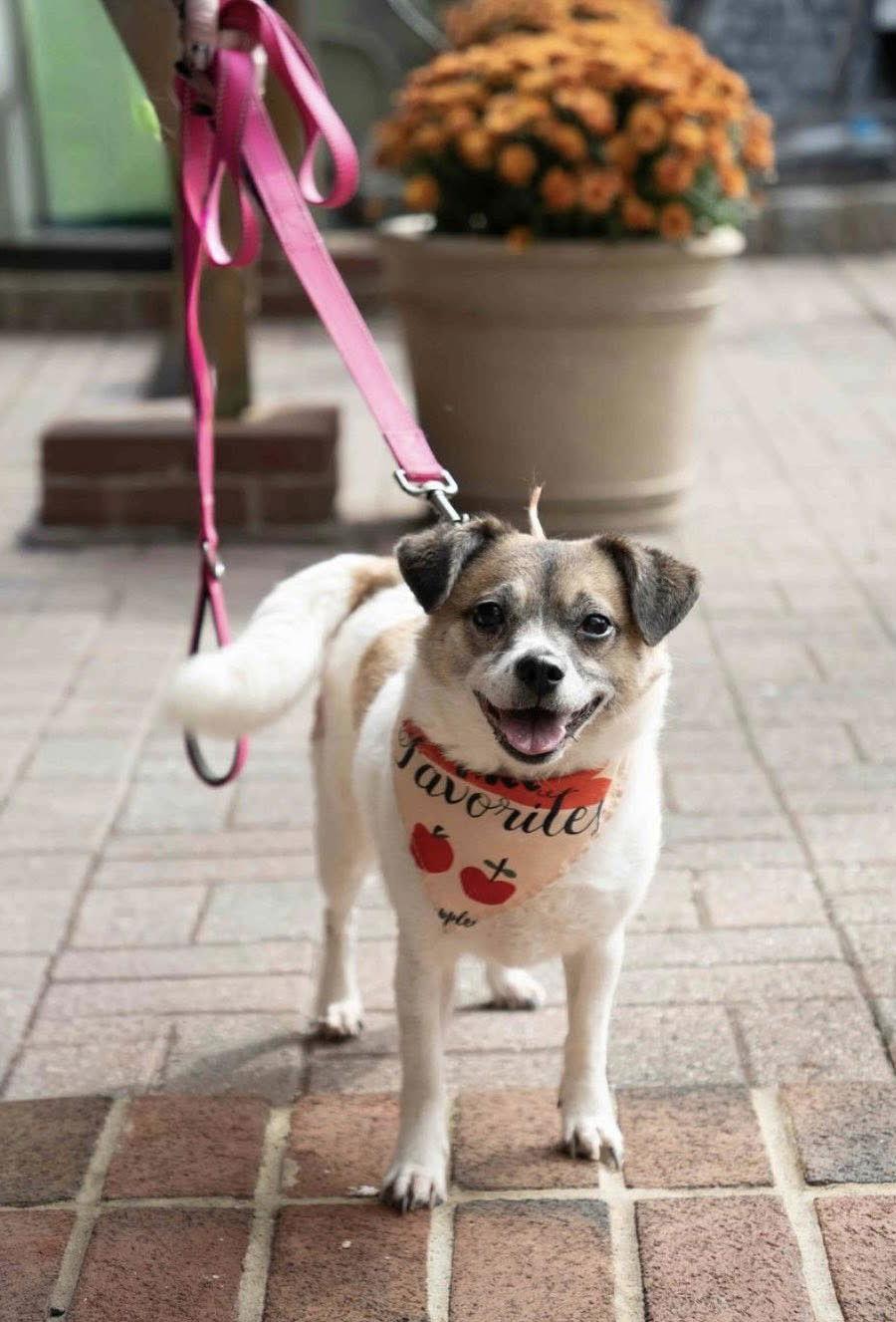 Mari, a Adoptable Jack Russell Terrier in Chester, NJ image 2/3