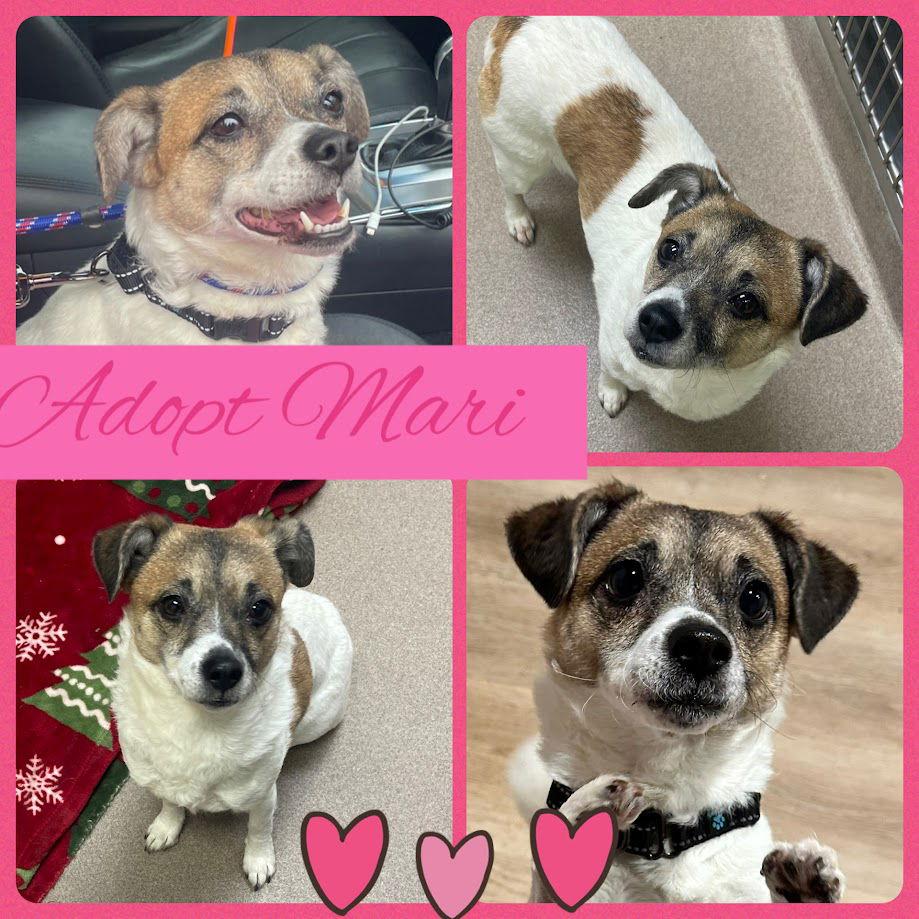 Mari, a Adoptable Jack Russell Terrier in Chester, NJ image 3/3