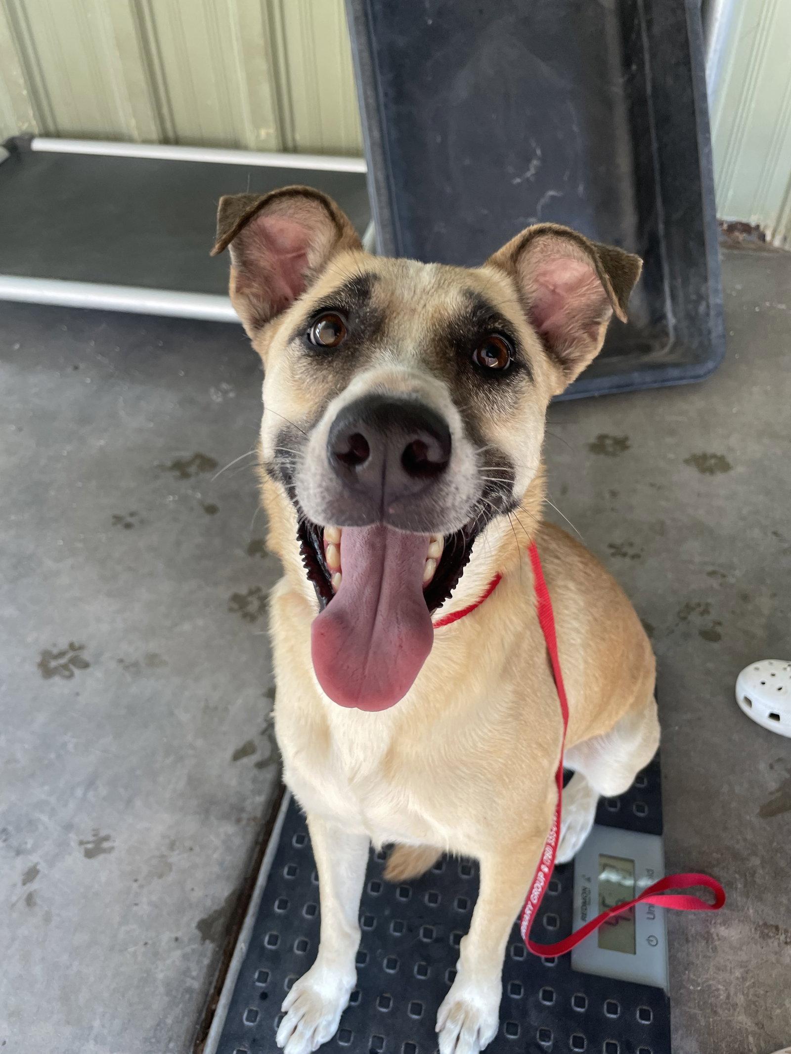 Delphine, Adoptable, Young Female Shepherd & Boxer.