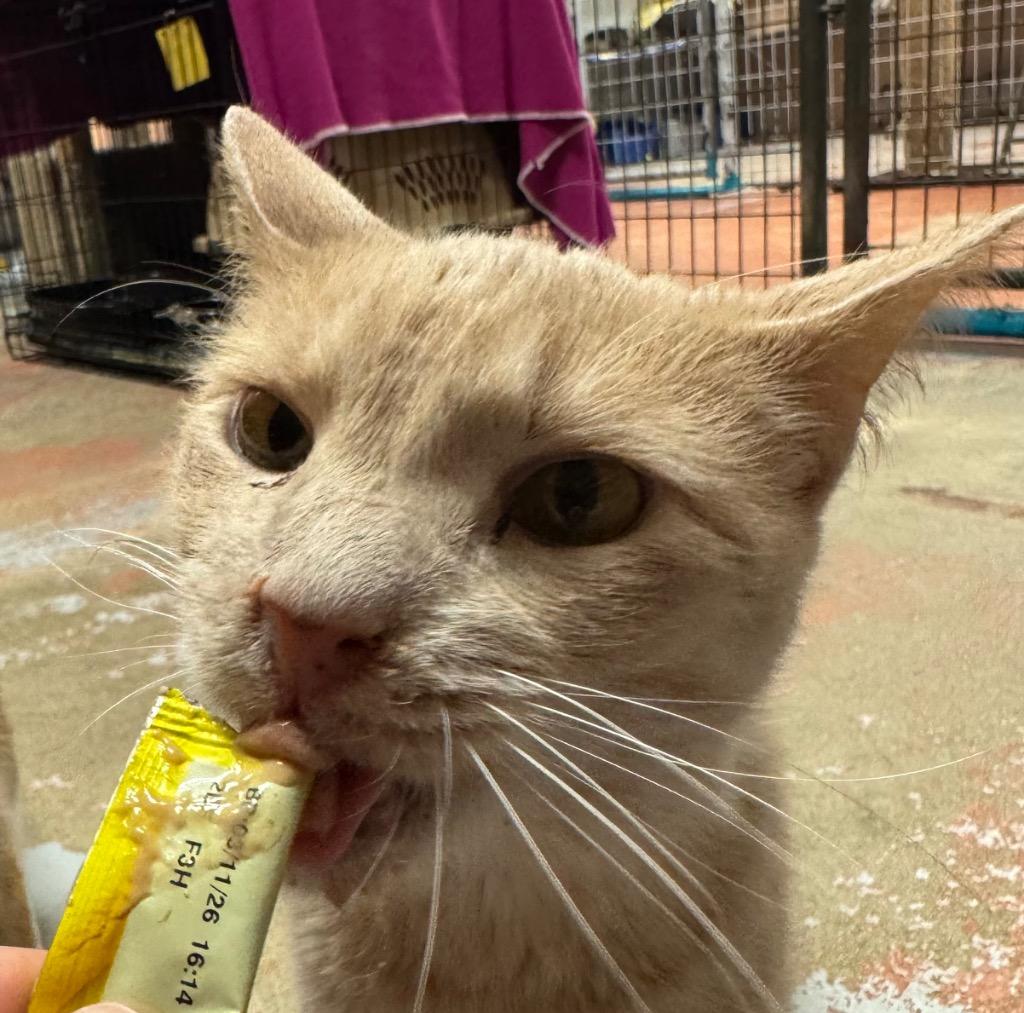 Buttercup, Adoptable, Adult Male Domestic Short Hair.