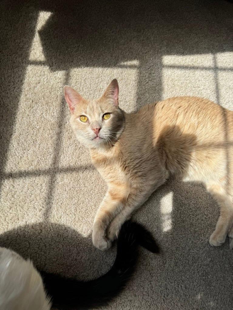 Enlarge Buttercup, a Adoptable mixed breed in Olean, NY image 2/3