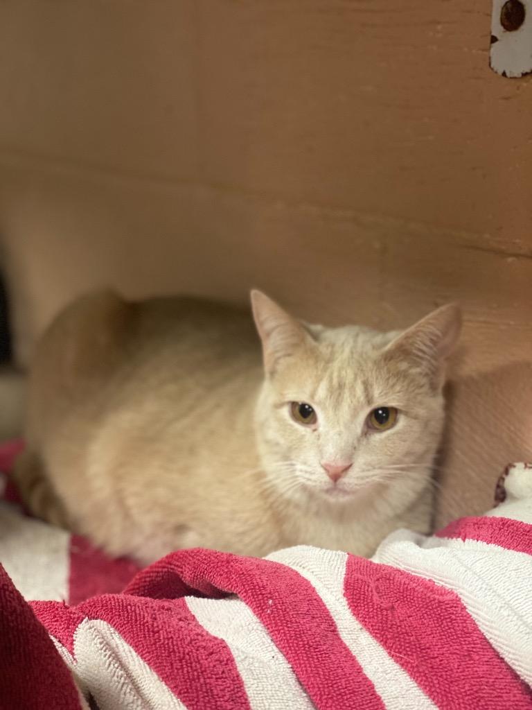 Enlarge Buttercup, a Adoptable mixed breed in Olean, NY image 3/3