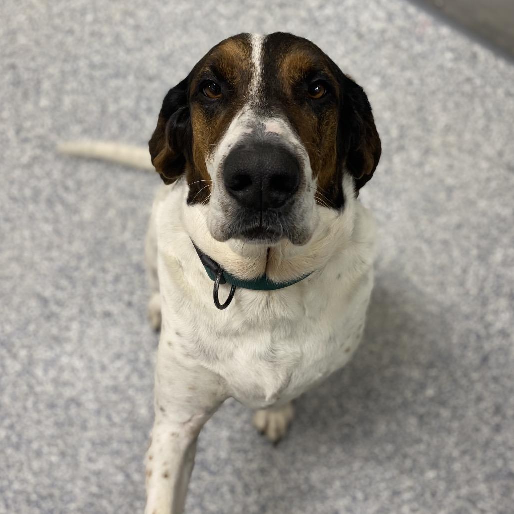 Pluto, Adoptable, Adult Male Foxhound & Mixed Breed.