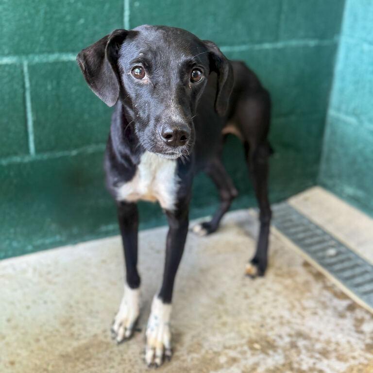 Enlarge Venus, a Adoptable mixed breed in Carencro, LA image 1/3