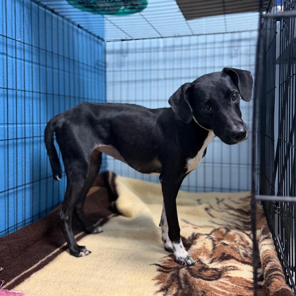 Enlarge Venus, a Adoptable mixed breed in Carencro, LA image 2/3
