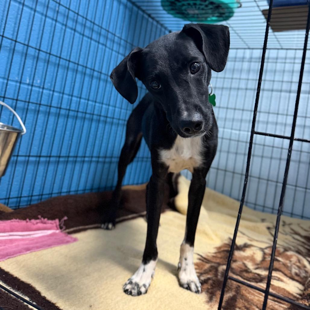 Enlarge Venus, a Adoptable mixed breed in Carencro, LA image 3/3