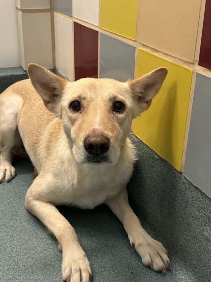 Claire**, a Adoptable mixed breed in San Marcos, TX image 1/3