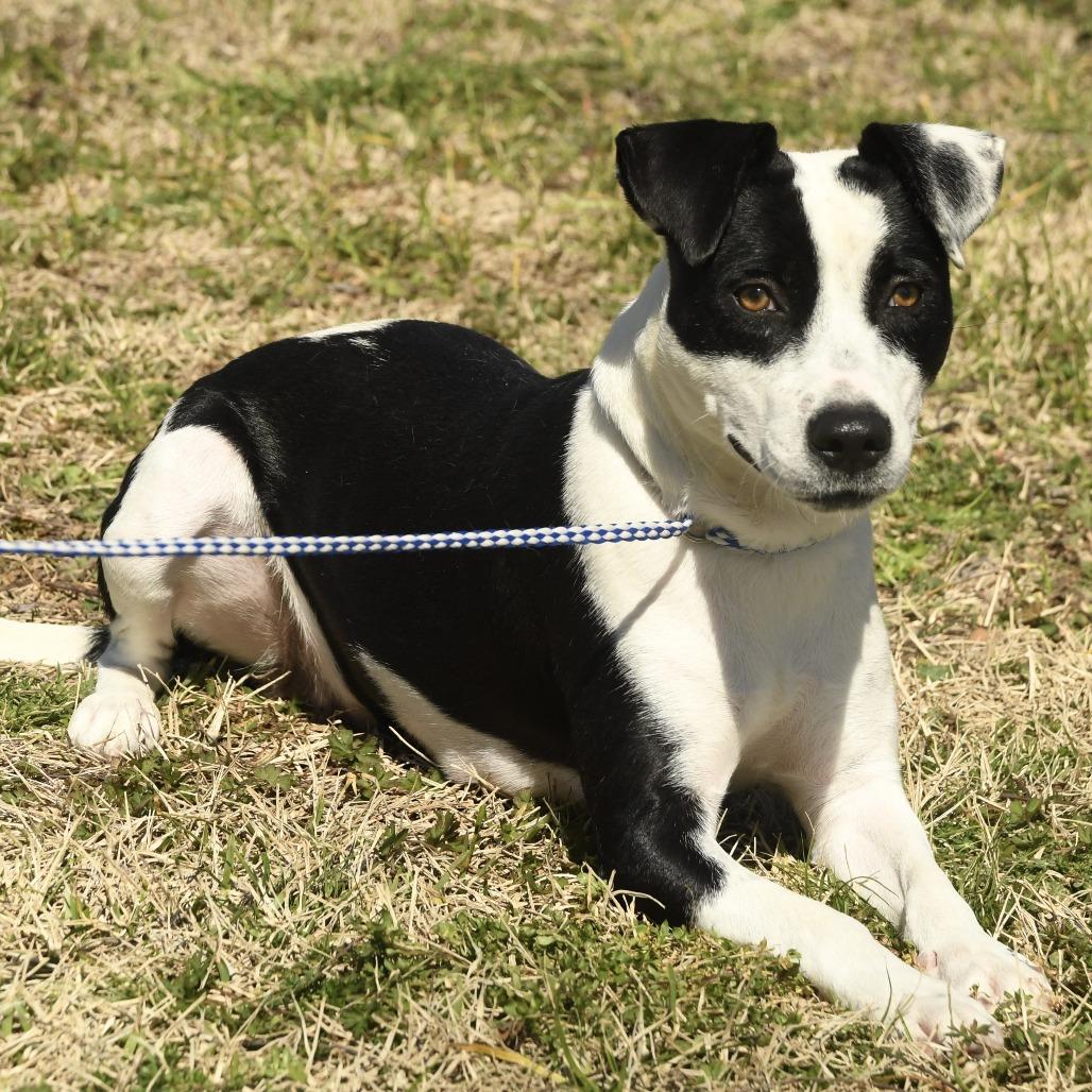 Mary, Adoptable, Adult Female Terrier & Mixed Breed.