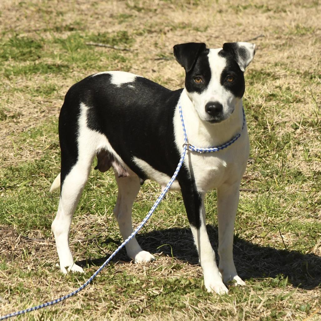Enlarge Mary, a Adoptable mixed breed in Natchez, MS image 2/5