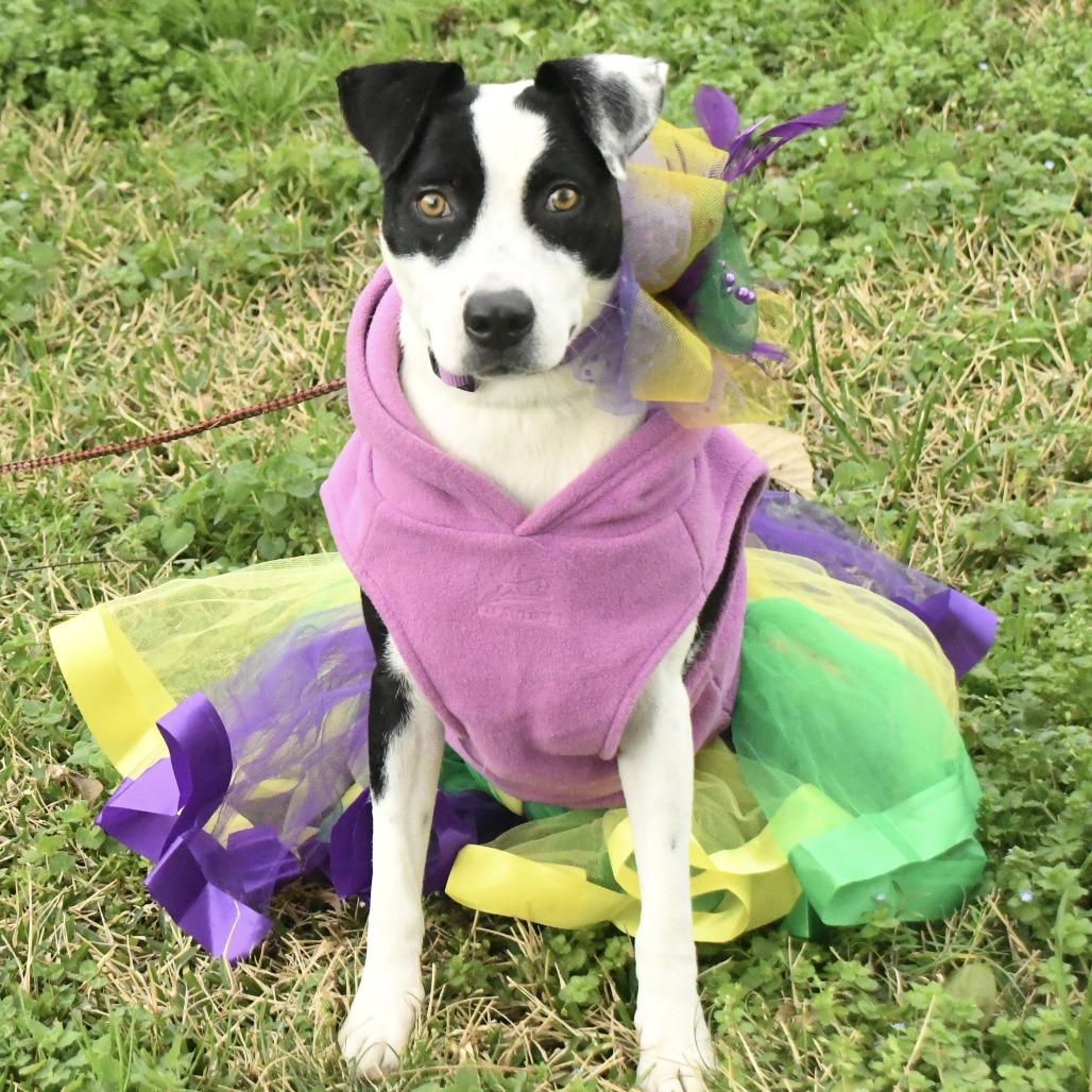 Enlarge Mary, a Adoptable mixed breed in Natchez, MS image 4/5