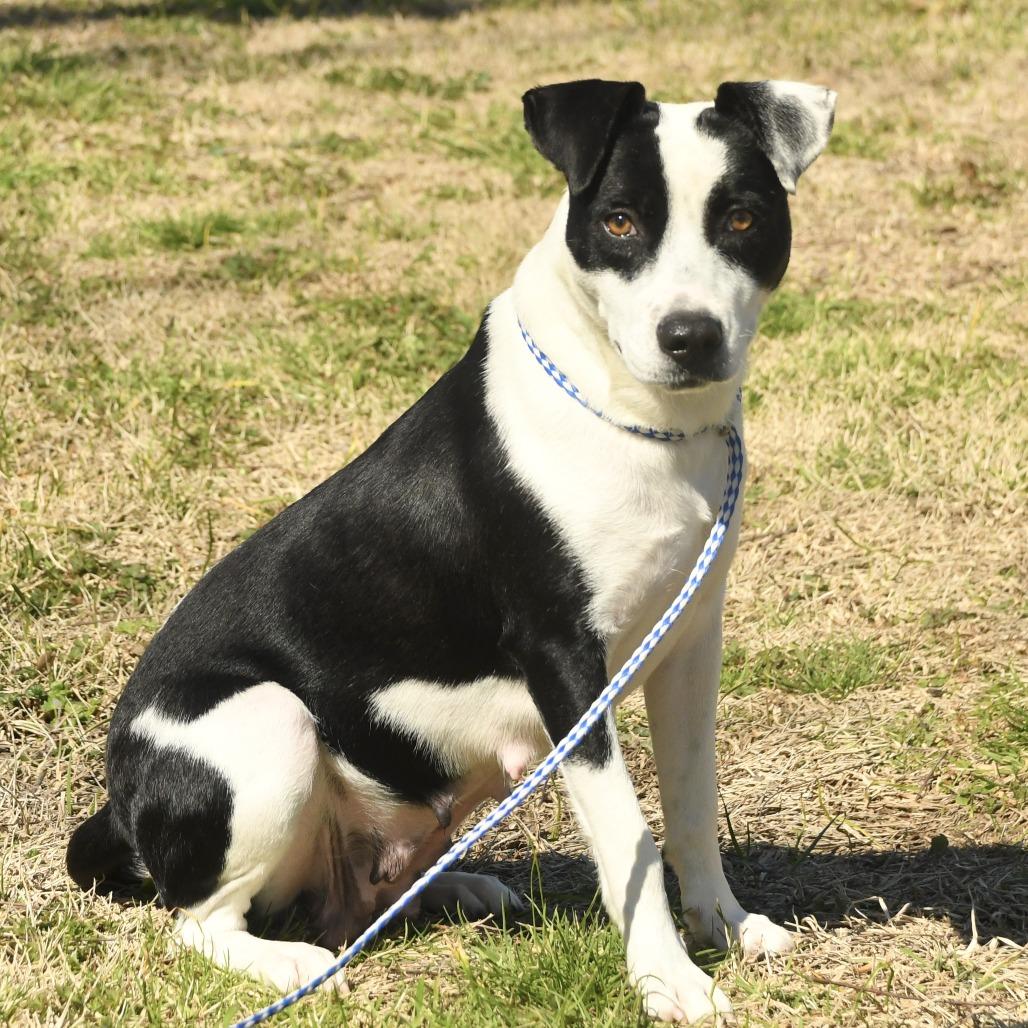 Enlarge Mary, a Adoptable mixed breed in Natchez, MS image 5/5