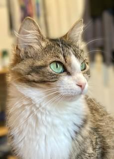 Enlarge Seraphina, a Adoptable Domestic Medium Hair in Mt Pleasant, SC image 2/5