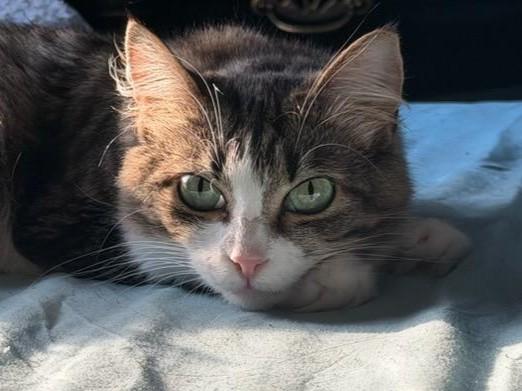 Enlarge Seraphina, a Adoptable Domestic Medium Hair in Mt Pleasant, SC image 5/5