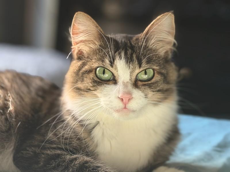 Seraphina, Adoptable, Young Female Domestic Medium Hair.