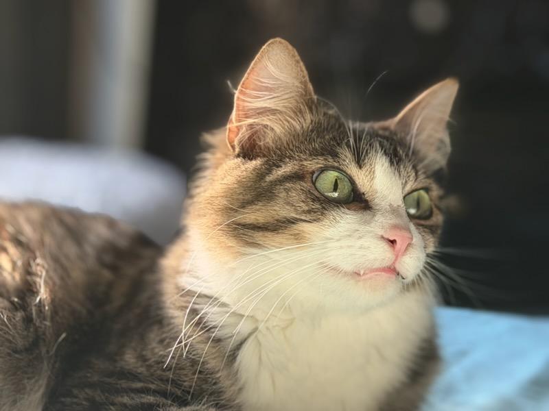 Enlarge Seraphina, a Adoptable Domestic Medium Hair in Mt Pleasant, SC image 4/5