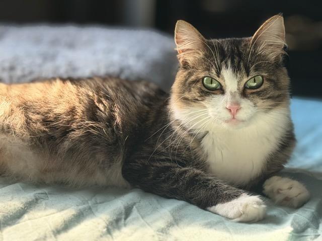 Enlarge Seraphina, a Adoptable Domestic Medium Hair in Mt Pleasant, SC image 3/5