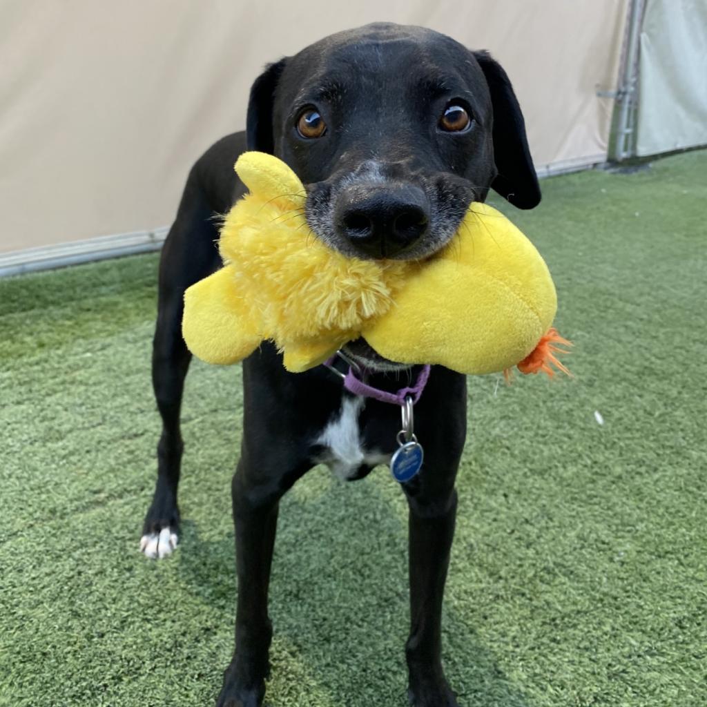 Ridley, a Adoptable mixed breed in Tempe, AZ image 2/6