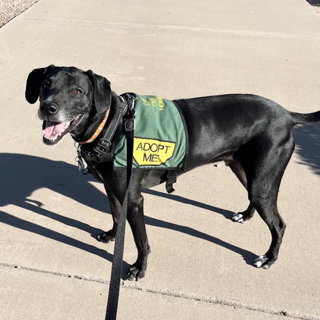 Enlarge Ridley, a Adoptable mixed breed in Tempe, AZ image 4/6