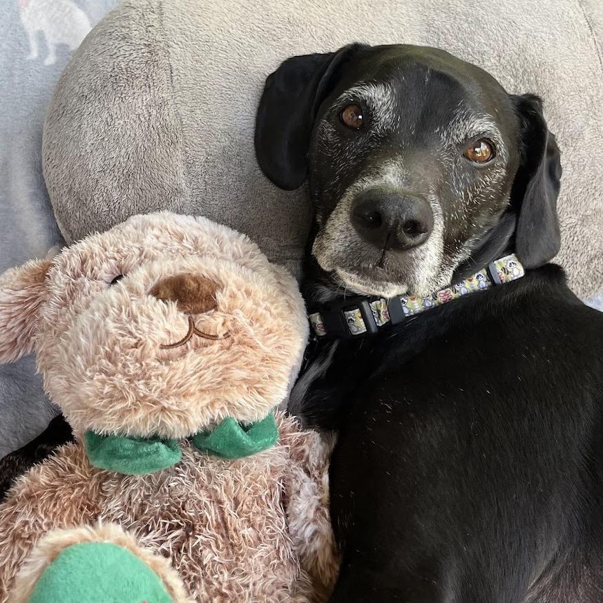 Enlarge Ridley, a Adoptable mixed breed in Tempe, AZ image 5/6