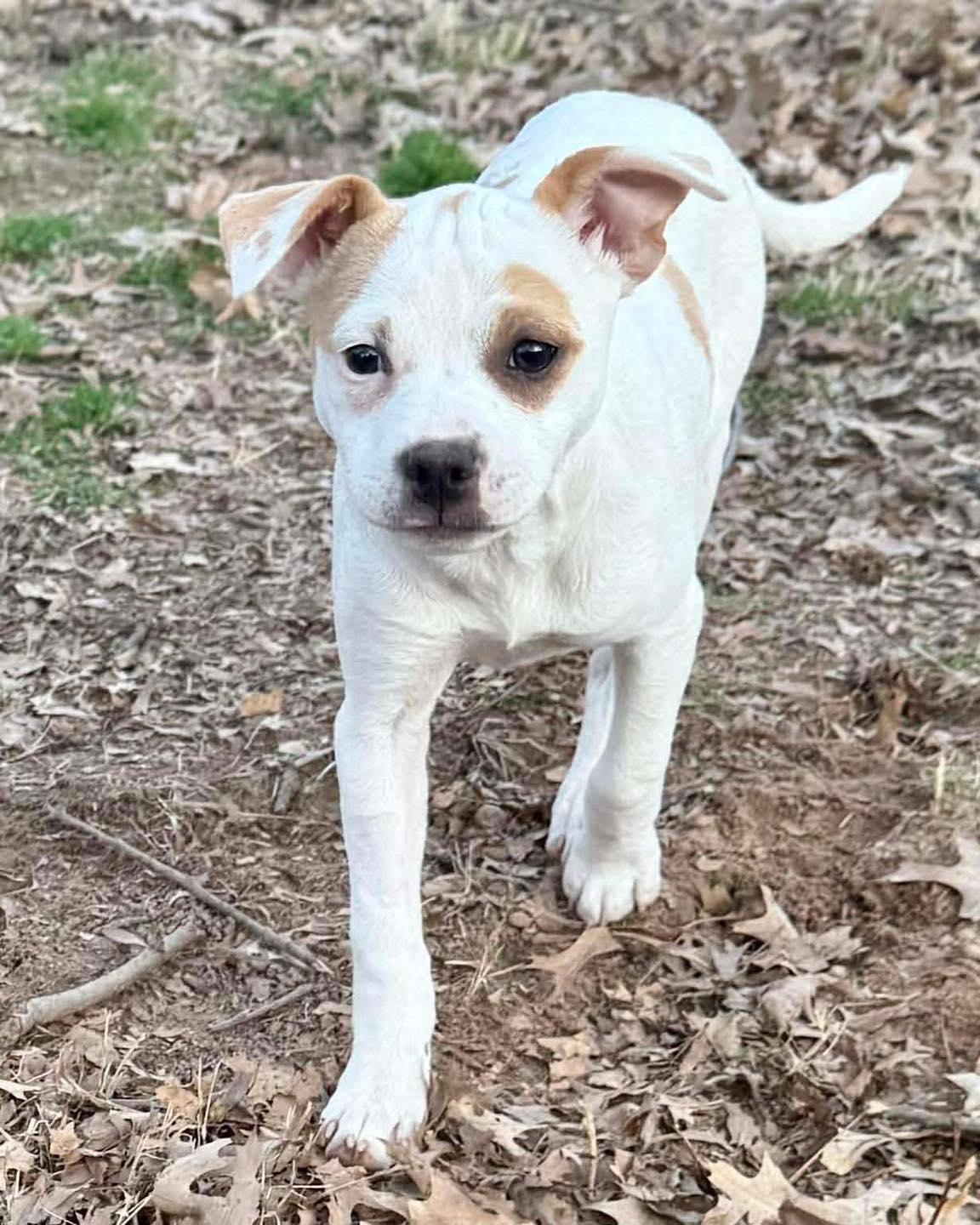 Enlarge Tika, a ADOPTABLE mixed breed in Broken Arrow, OK image 4/6