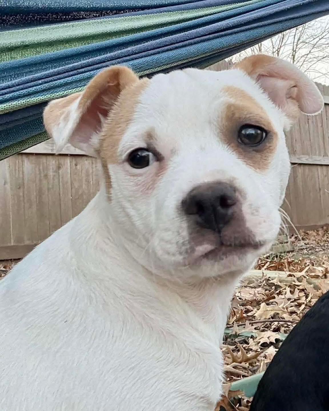 Enlarge Tika, a ADOPTABLE mixed breed in Broken Arrow, OK image 3/6