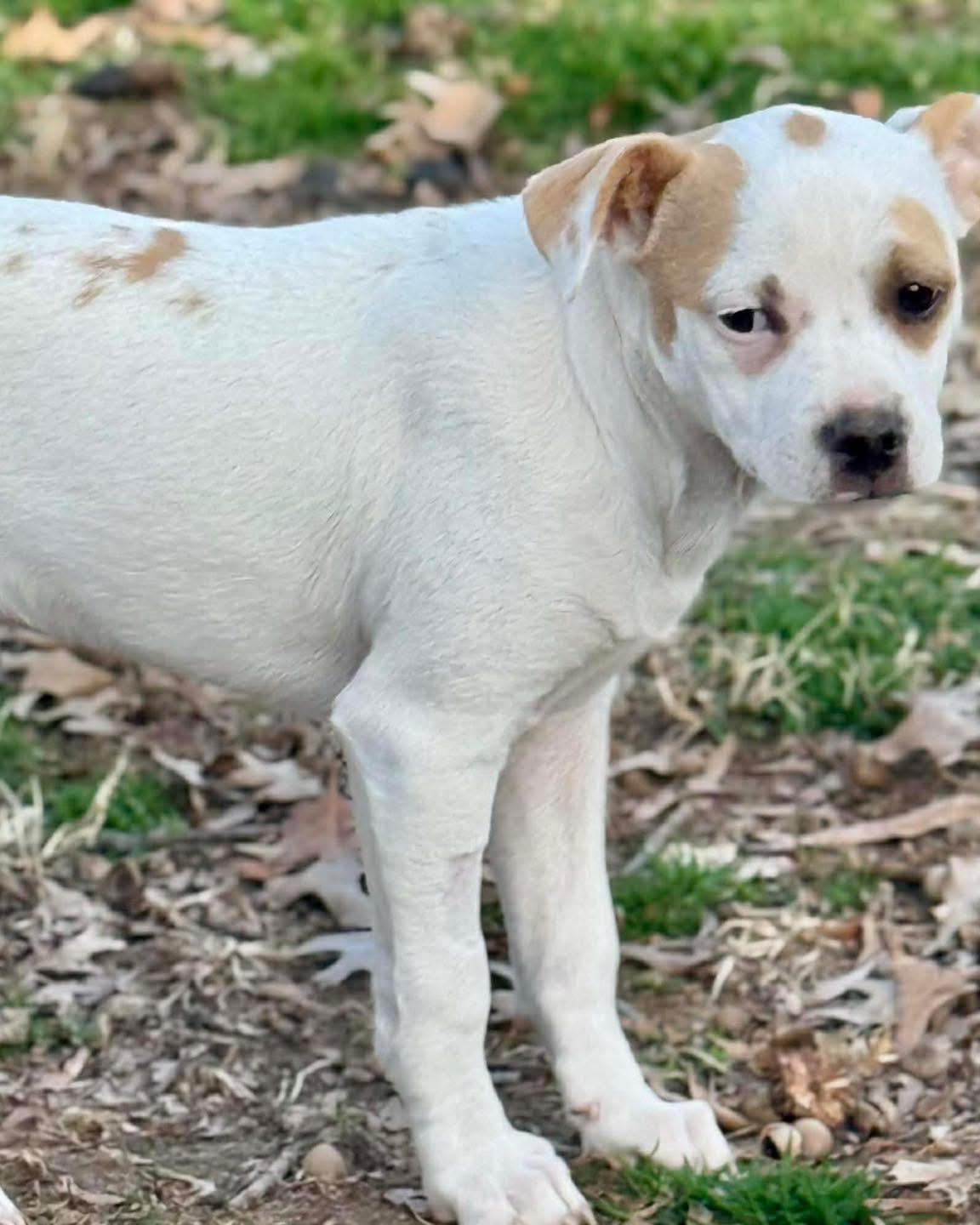 Enlarge Tika, a ADOPTABLE mixed breed in Broken Arrow, OK image 6/6