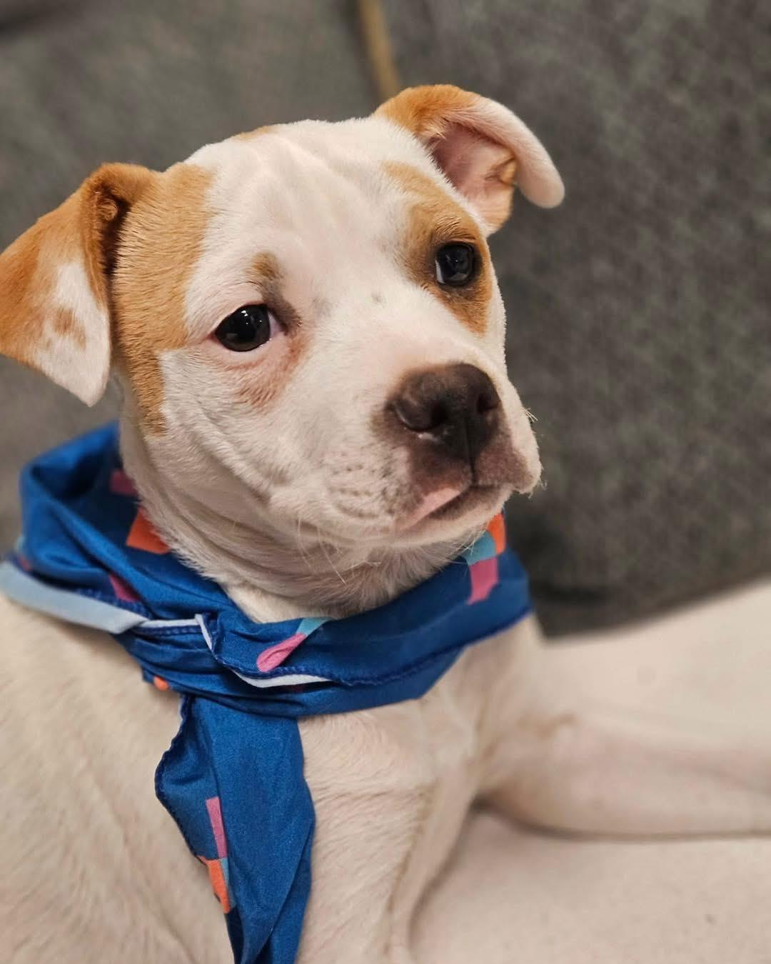 Enlarge Tika, a ADOPTABLE mixed breed in Broken Arrow, OK image 1/6