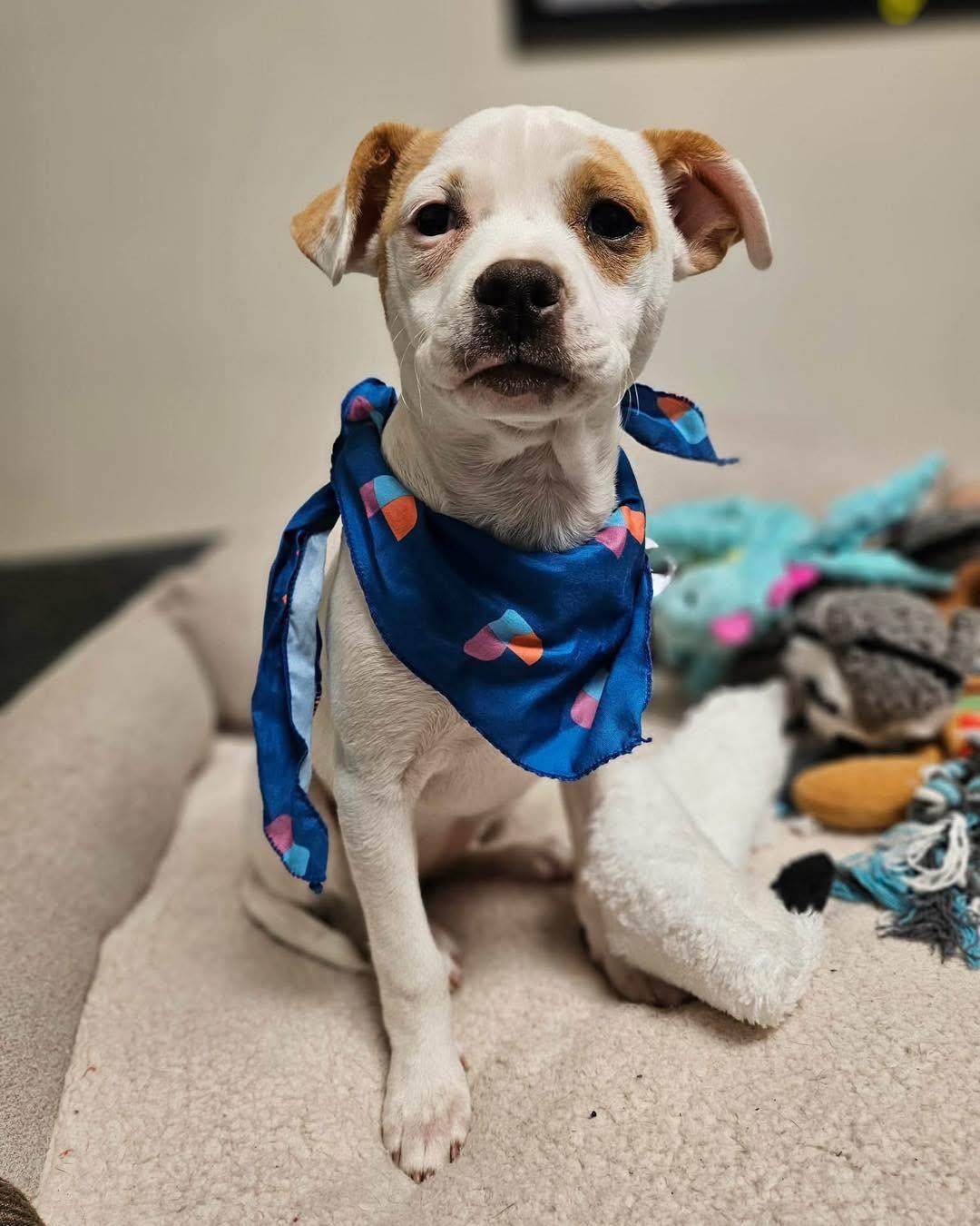 Enlarge Tika, a ADOPTABLE mixed breed in Broken Arrow, OK image 2/6