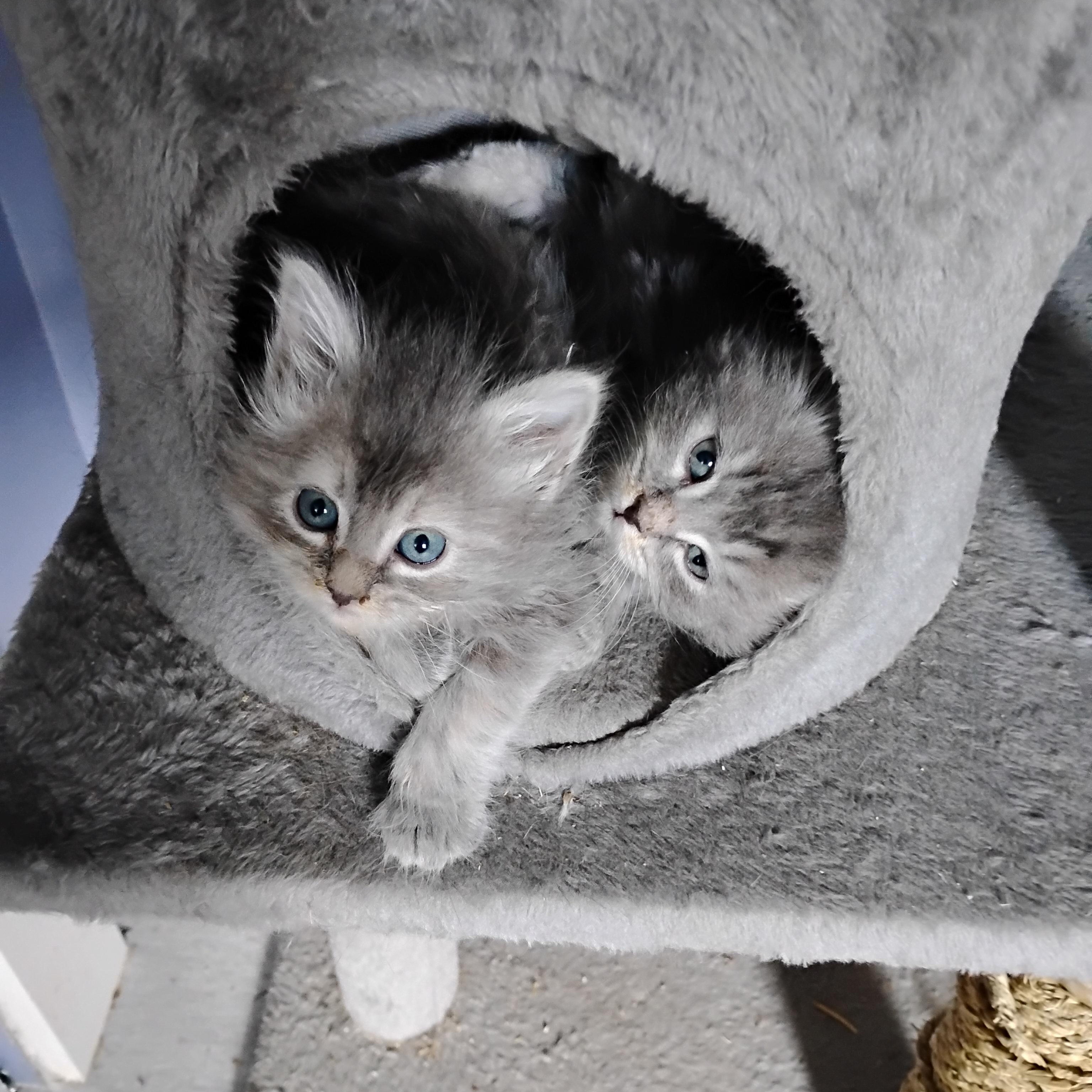 Baby 2, a ADOPTABLE Dilute Tortoiseshell in Surrey, BC image 4/4