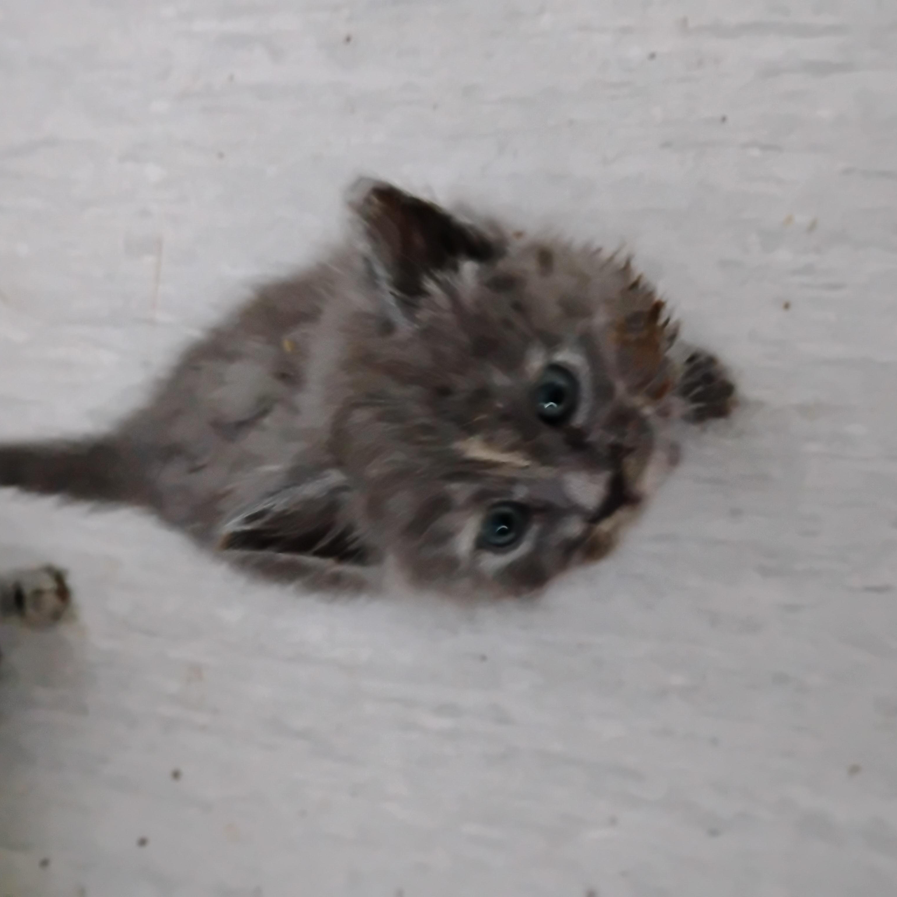 Baby 2, ADOPTABLE, Kitten Female Dilute Tortoiseshell.