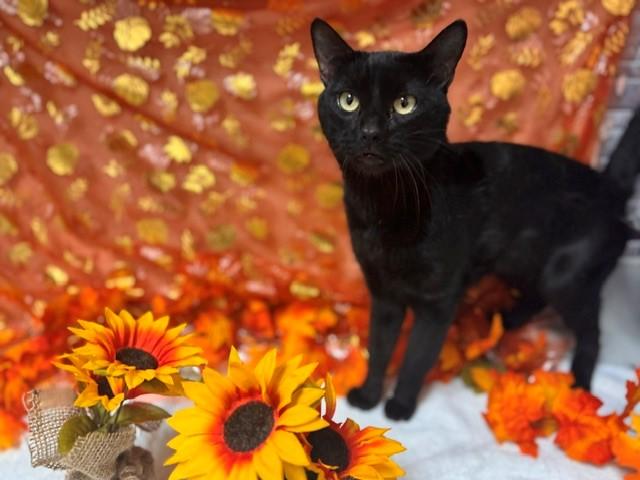 ROCKO, Adoptable, Adult Male Domestic Short Hair.
