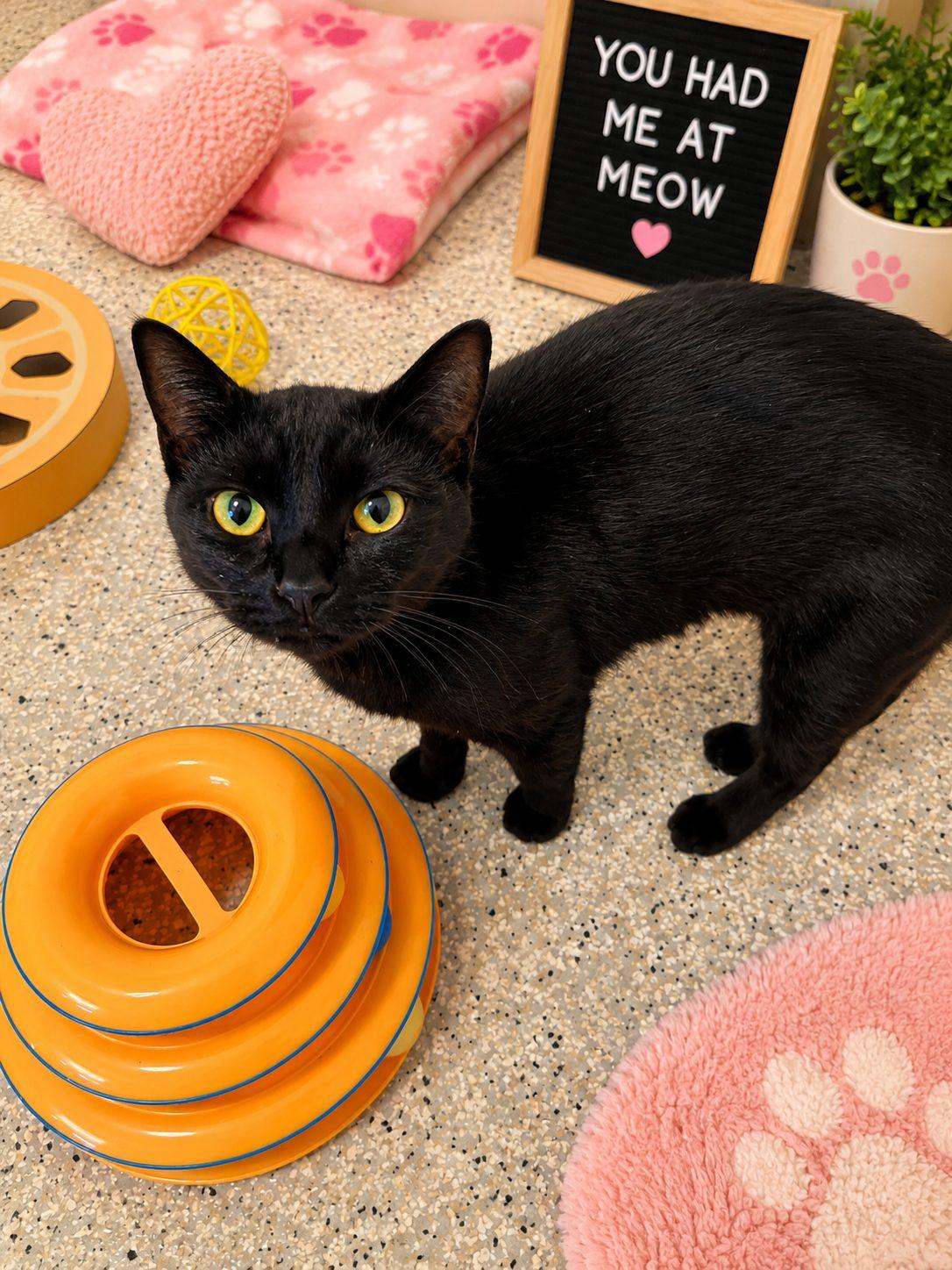 Enlarge Jan, a Adoptable Domestic Short Hair in Lincoln, IL image 1/1