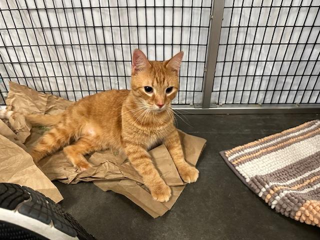 Kraig, Adoptable, Adult Male Domestic Short Hair.