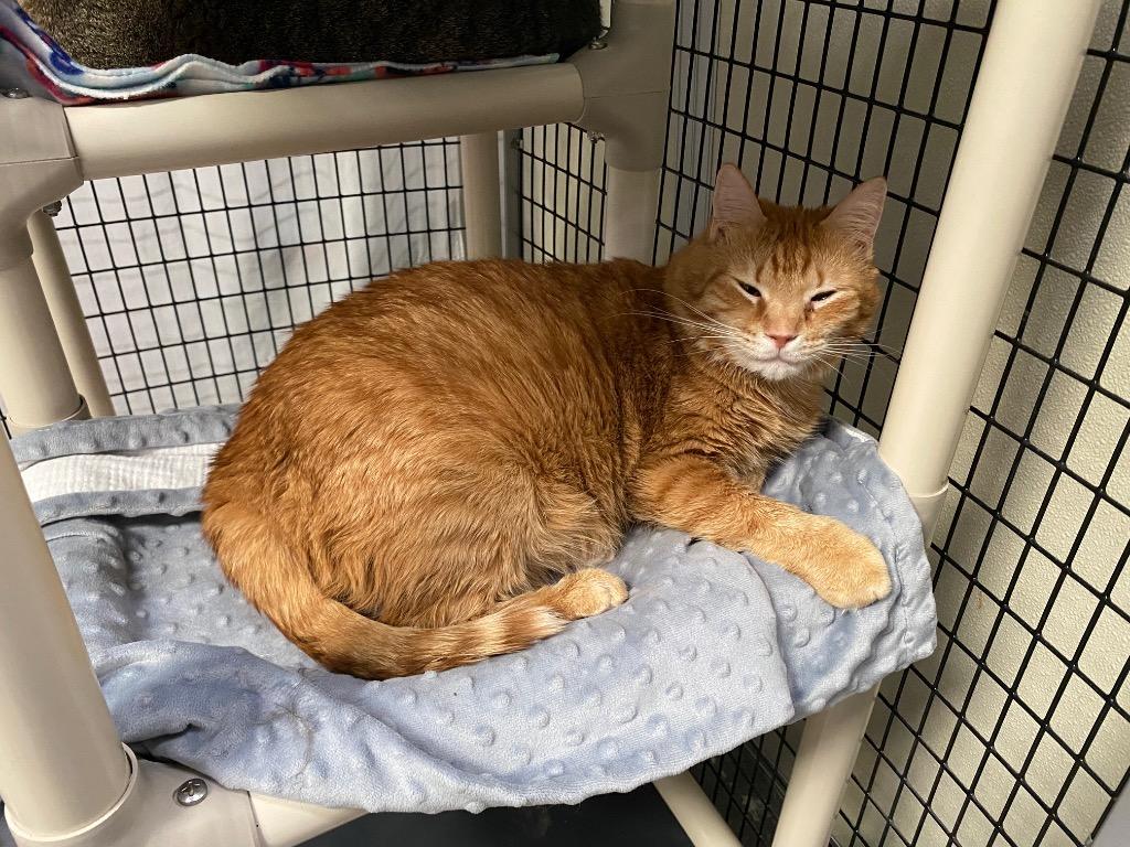 Enlarge Kraig, a Adoptable mixed breed in Raleigh, NC image 2/2