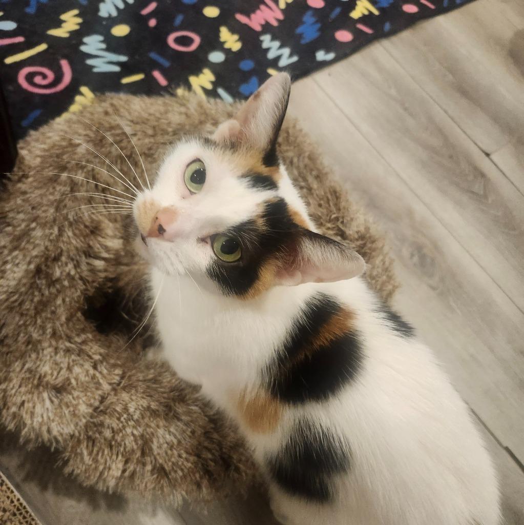 Enlarge Ripley 2, a Adoptable Domestic Short Hair in Arthur, ON image 1/6