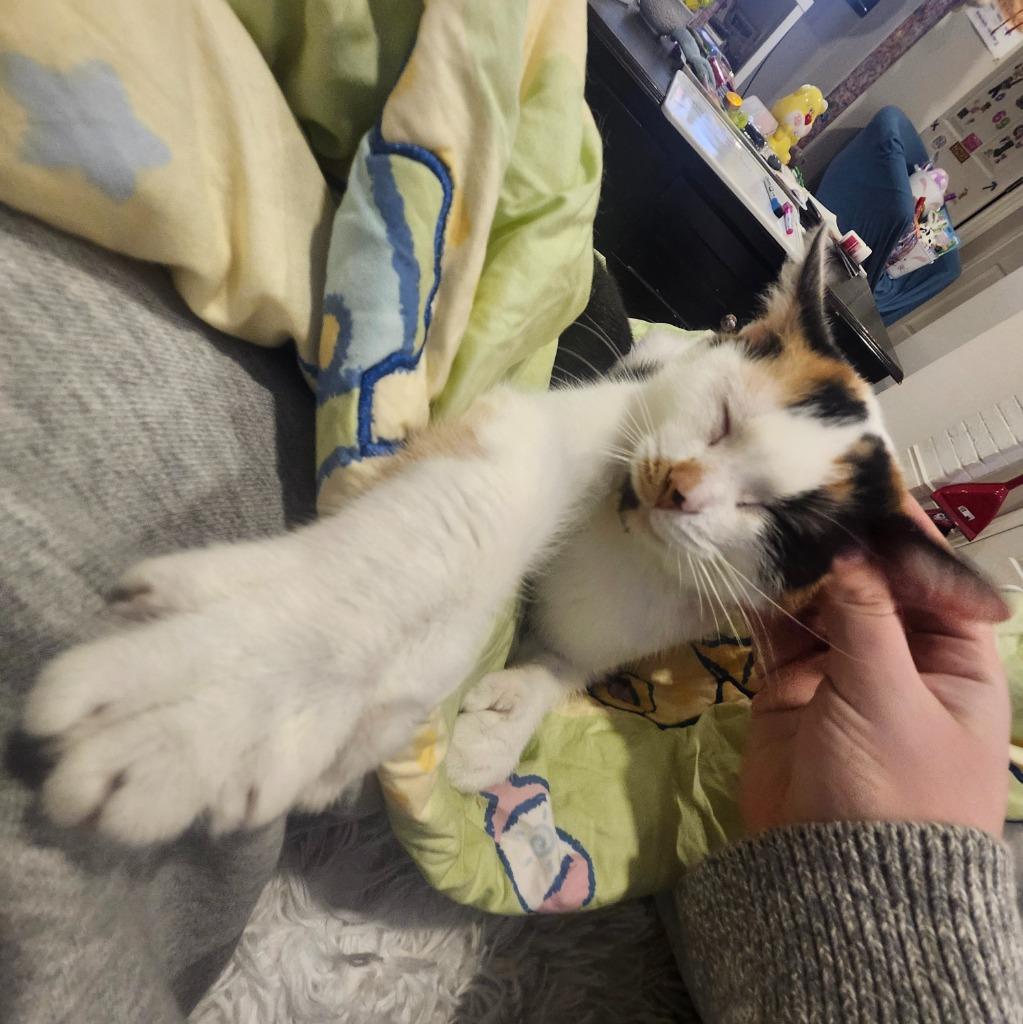 Enlarge Ripley 2, a Adoptable Domestic Short Hair in Arthur, ON image 2/6