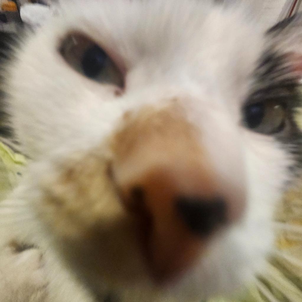 Enlarge Ripley 2, a Adoptable Domestic Short Hair in Arthur, ON image 3/6