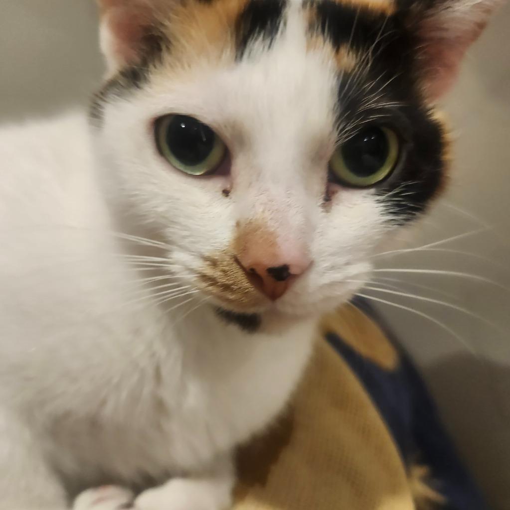 Enlarge Ripley 2, a Adoptable Domestic Short Hair in Arthur, ON image 4/6