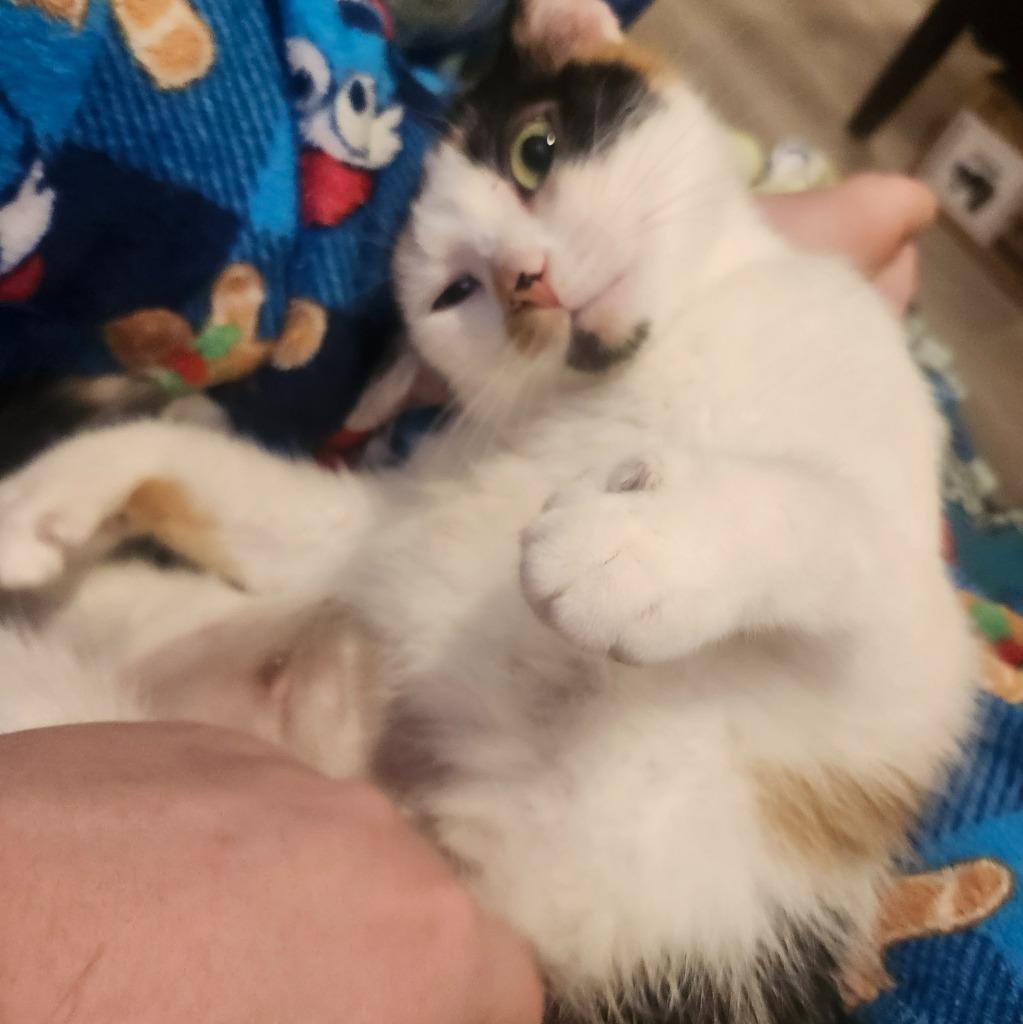 Enlarge Ripley 2, a Adoptable Domestic Short Hair in Arthur, ON image 5/6