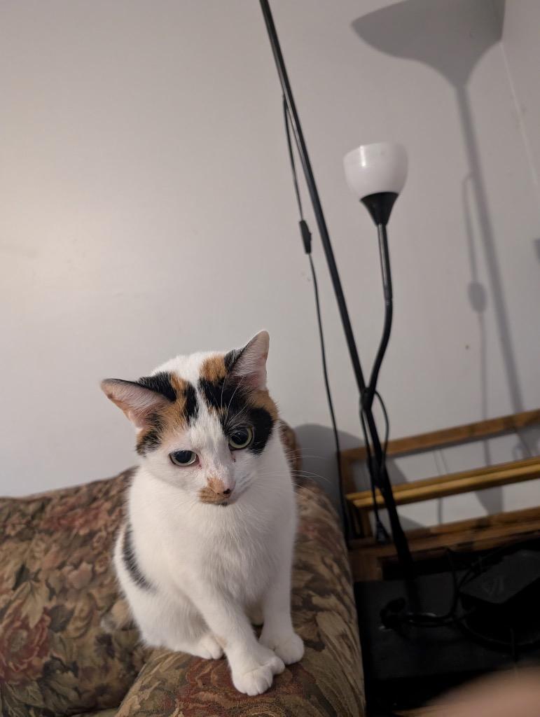 Enlarge Ripley 2, a Adoptable Domestic Short Hair in Arthur, ON image 6/6